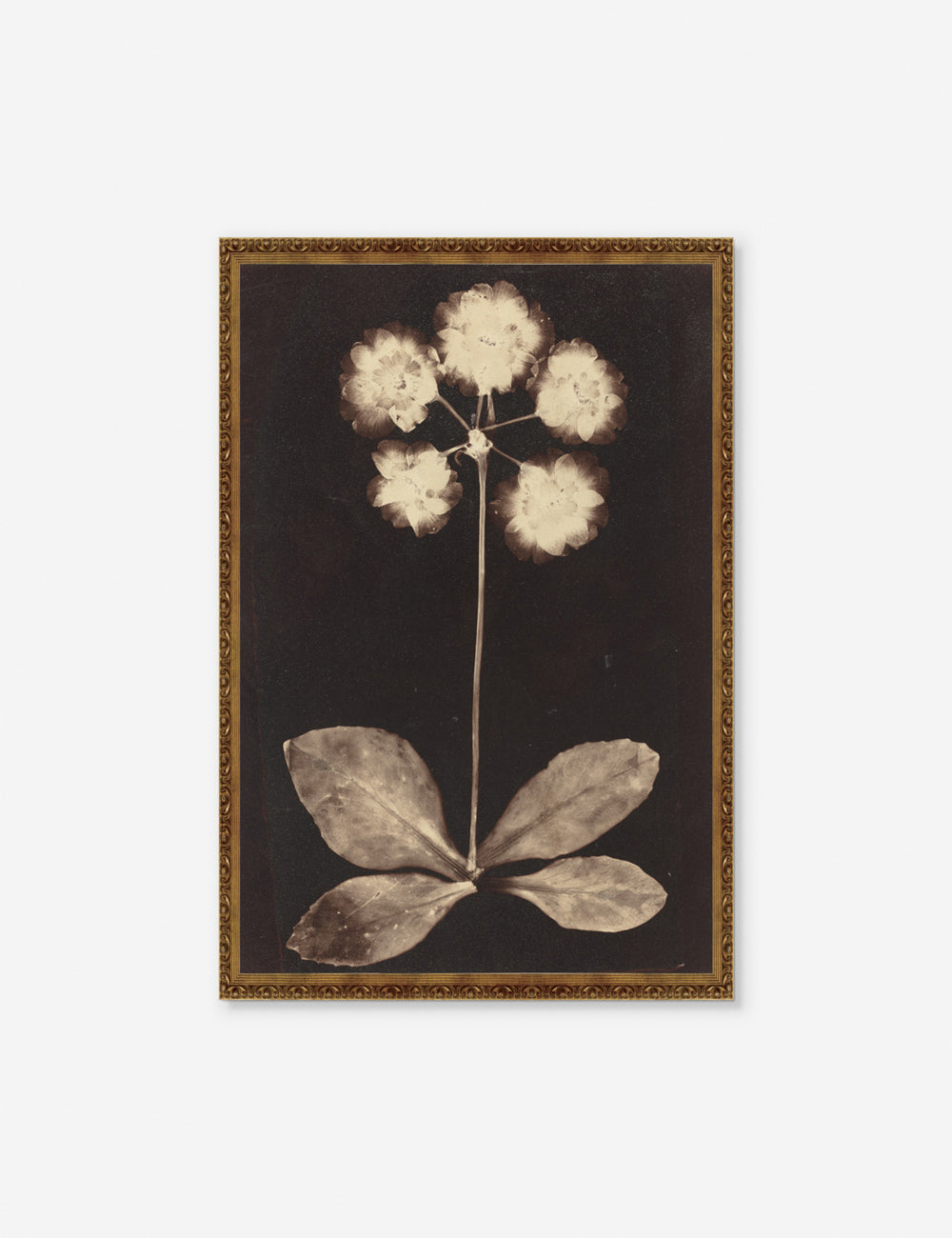 #size::11--x-16- #color::gold #size::20--x-30- #frame-option::framed | Gold framed Botanical black and beige Photogram Print